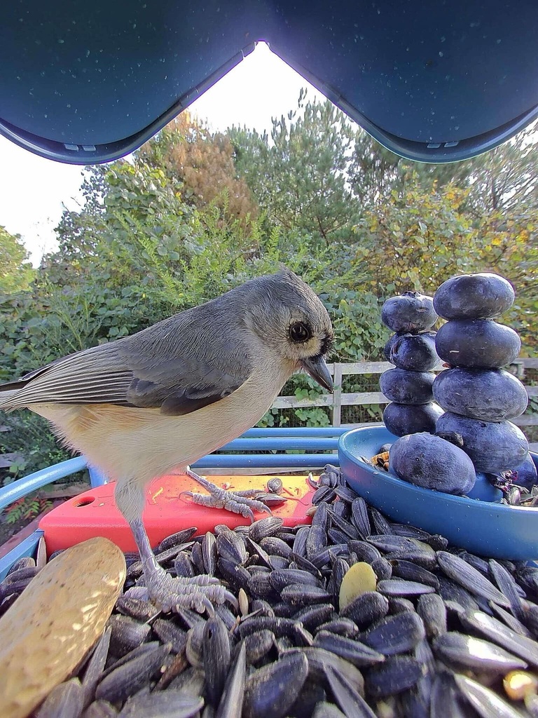 Photo courtesy of Mark Pilch shows a Tufted Titmouse on his Bird buddy feeder loaded with blueberries in his backyard in Cumming, Georgia