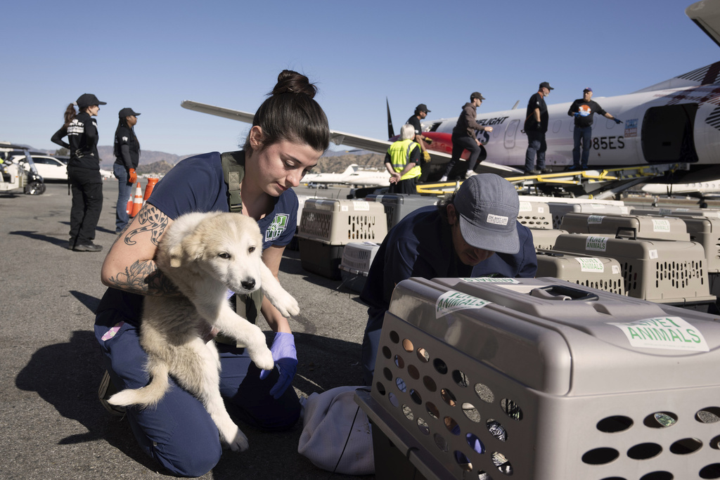 Timber Bossard, from left, and Rafael Rabines help Wings of Rescue load dozens of dogs and cats bound for Seattle, at the Hollywood Burbank Airport 