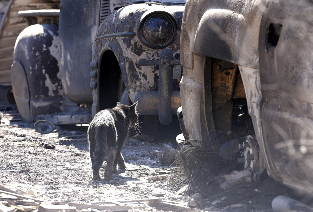 A cat wanders amidst cars destroyed by the Eaton Fire in Altadena, Calif. 