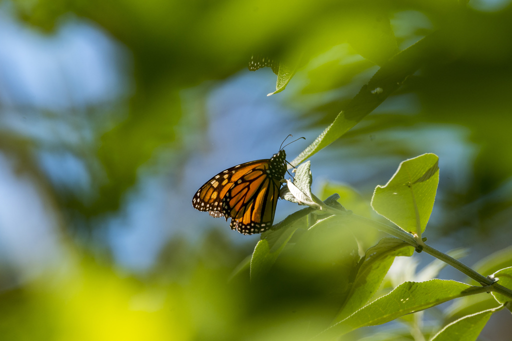  A butterfly sits on a leaf at Monarch Grove Sanctuary in Pacific Grove, Calif.