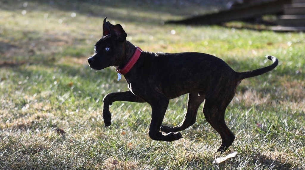 Parsnip, a puppy from The Humane Society of Greater Kansas City takes a run through a playground while trained by Kansas City Chiefs defensive tackle Derrick Nnadi 