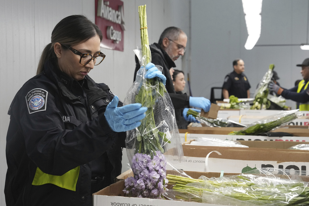 Shirley Silva, a U.S. Customs and Border Protection agriculture specialist, shakes a bouquet of flowers in search of pests