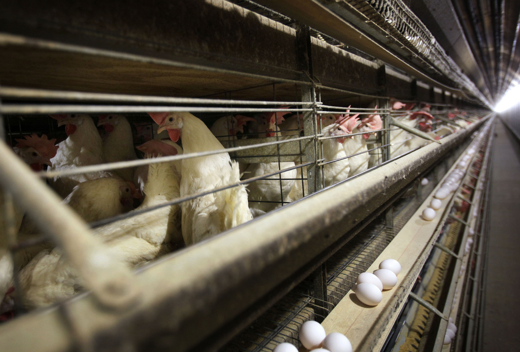 Chickens stand in their cages at a farm in Iowa