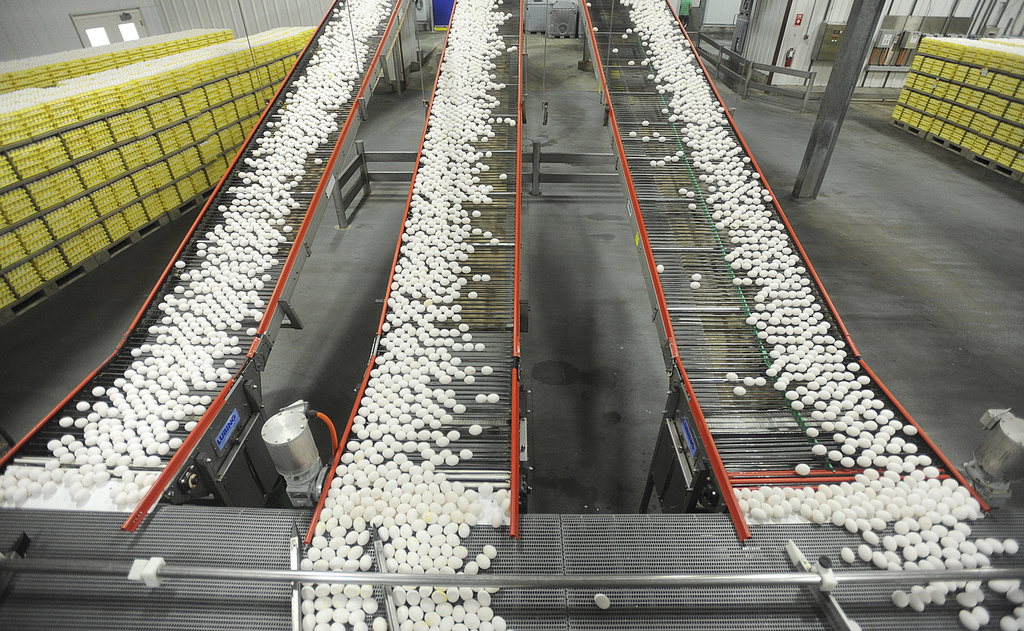 Chicken eggs are transported by conveyor belt from the production side to the packaging side at a farm in Cortland, Ind.