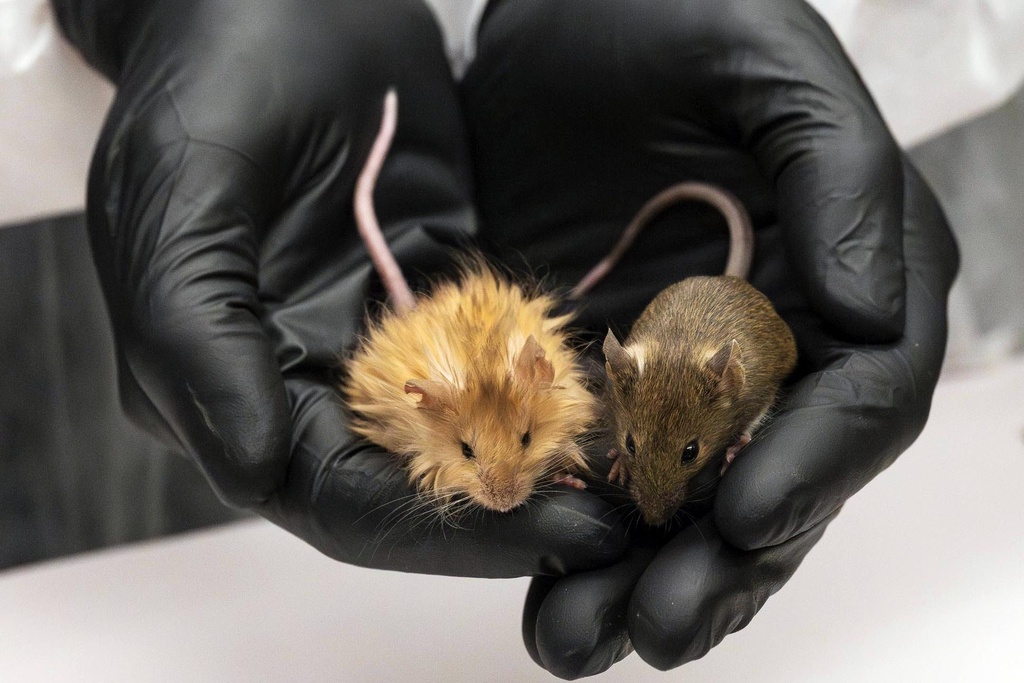 Genetically edited mice with long, thick, woolly hair 