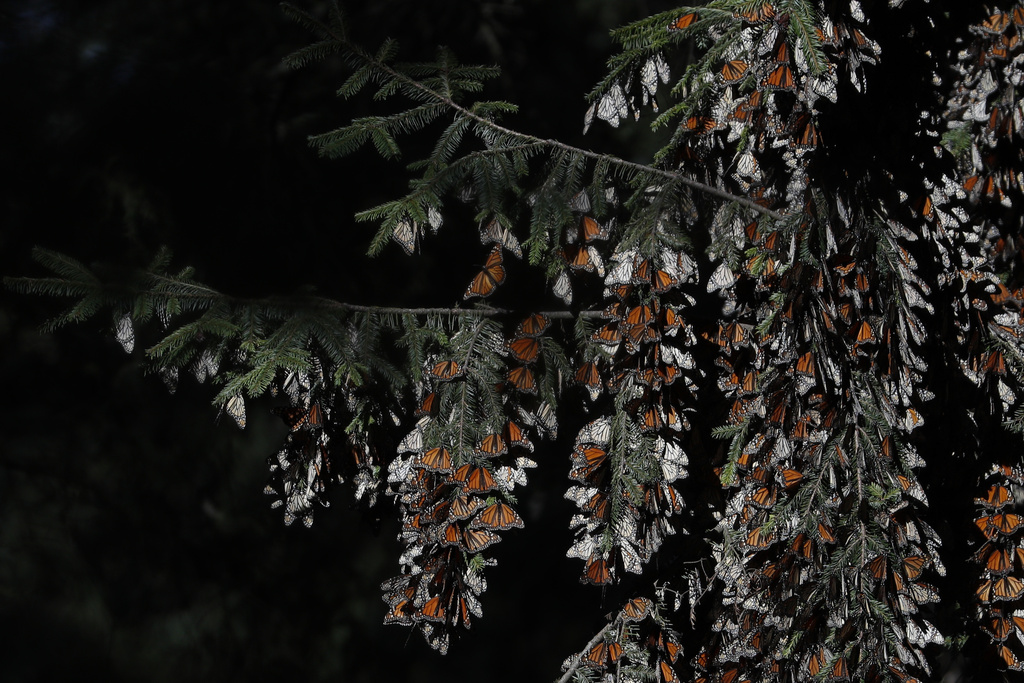 Monarch butterflies cling to branches in their winter nesting grounds in El Rosario Sanctuary, near Ocampo, Michoacan state, Mexico