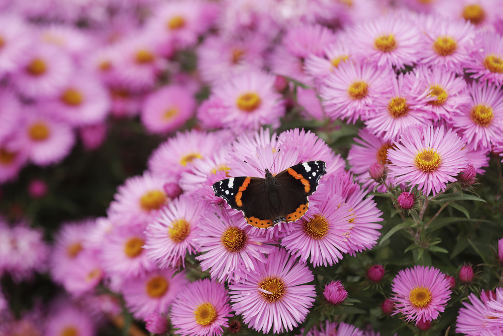  A red admiral butterfly stops on a New England Aster flower