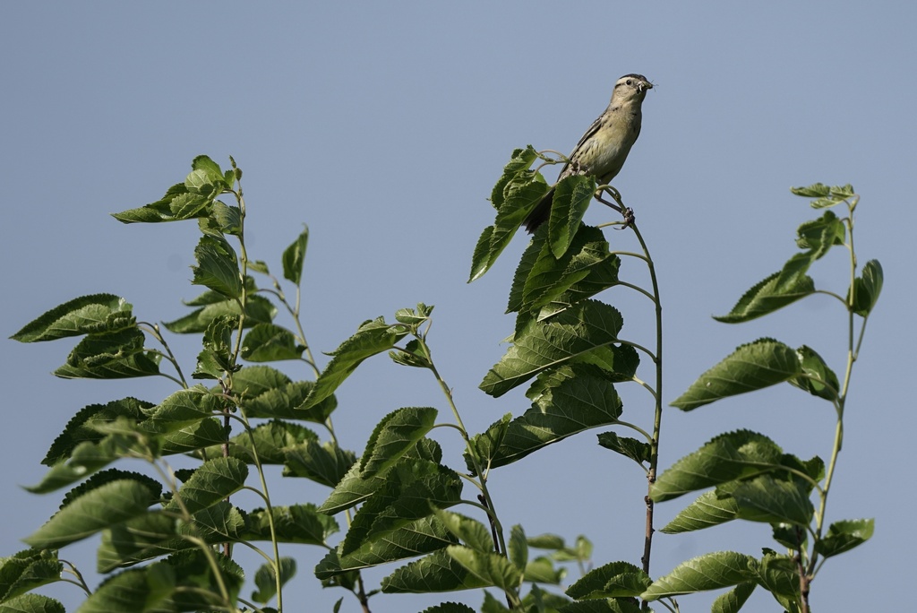 A female bobolink stands atop a shrub near its nest in Denton, Neb.