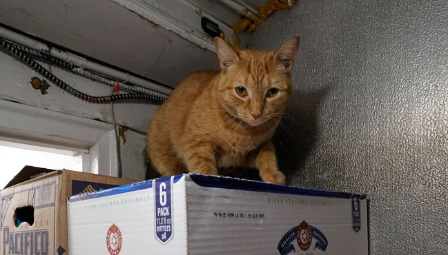 Some shopkeepers say the felines’ most important job is bringing in customers