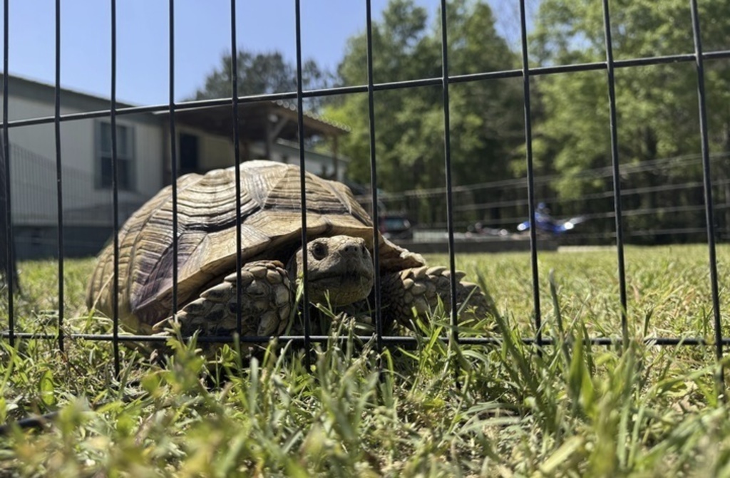 tortoise