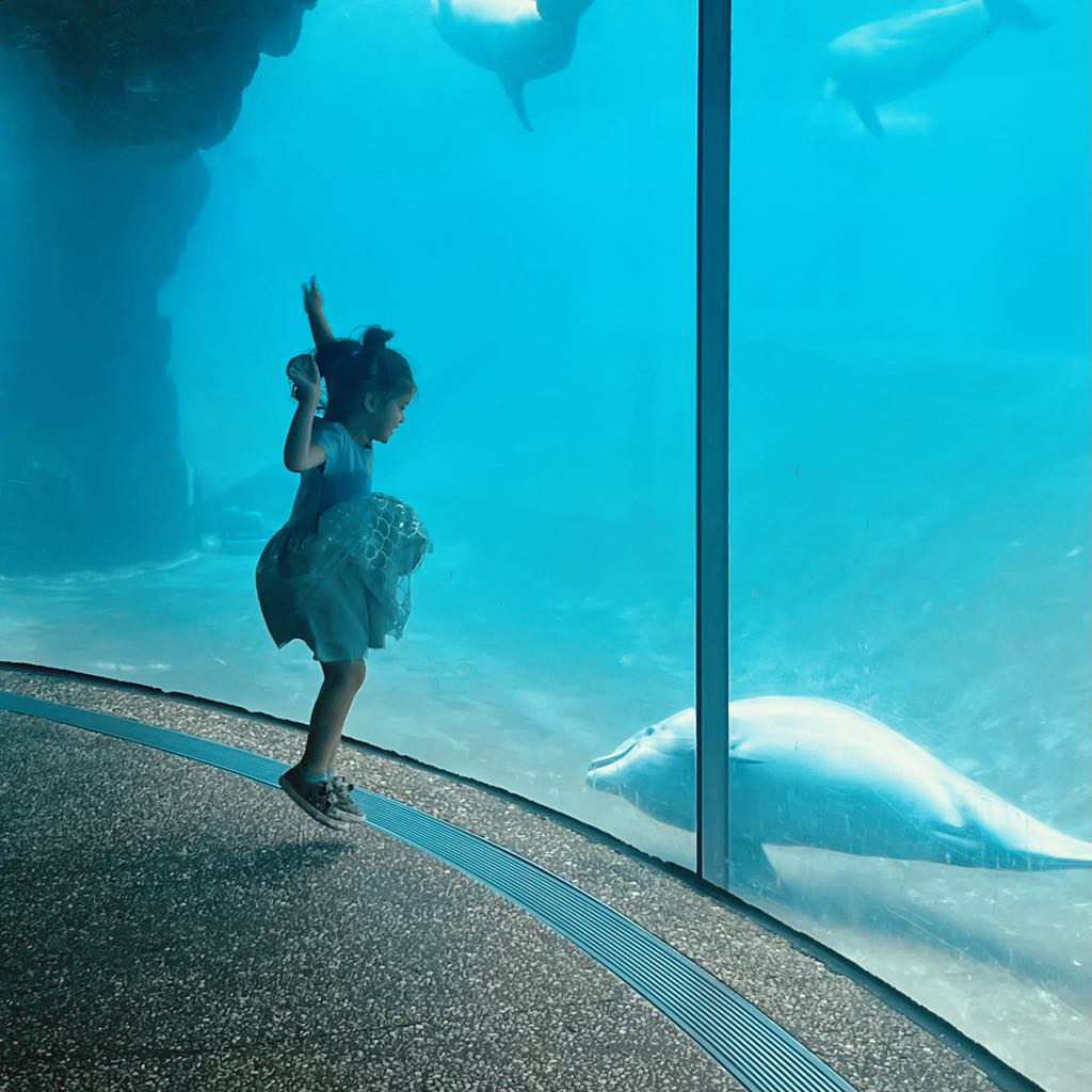 Jubilee Jumping With Joy At The Sight Of Dolphins