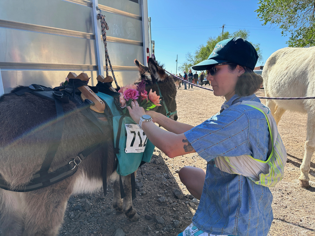 A Pack burro is attended to in Cerrillos, N.M.